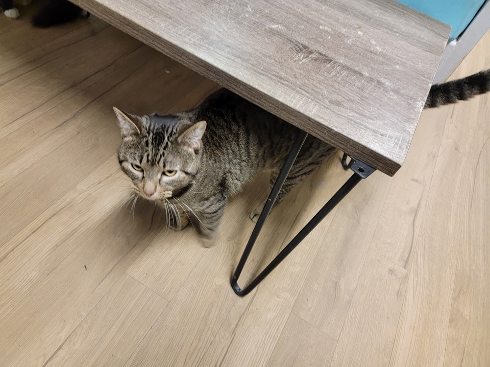 Macgyver, an adoptable Domestic Short Hair in Bossier City, LA, 71111 | Photo Image 1