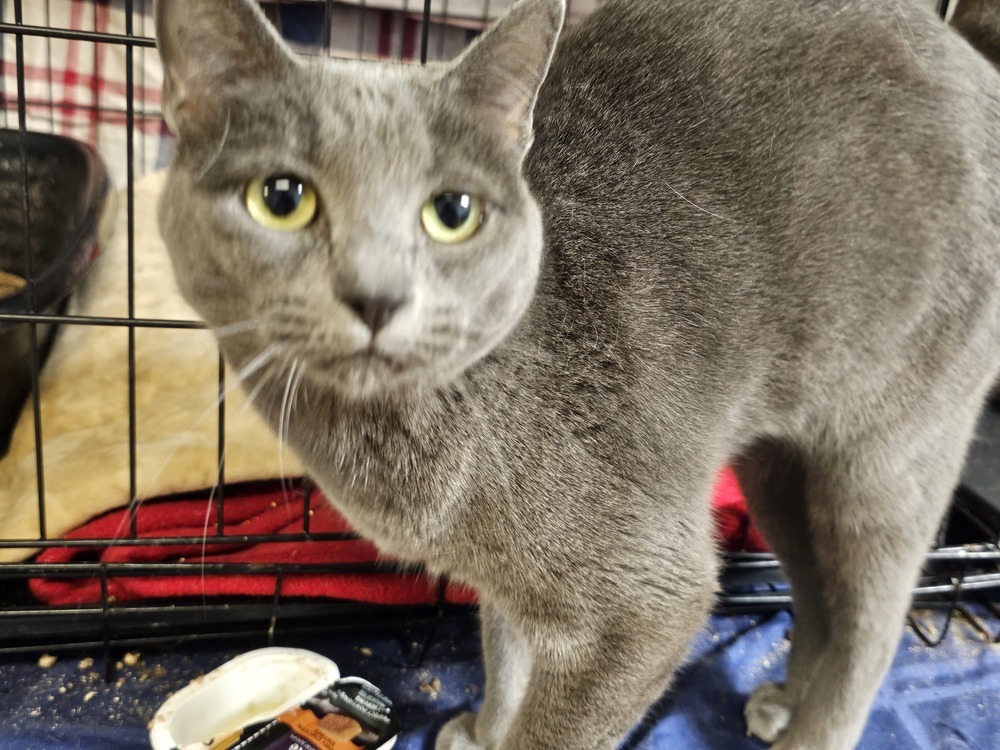 Taco, an adoptable Domestic Short Hair in Bossier City, LA, 71111 | Photo Image 1