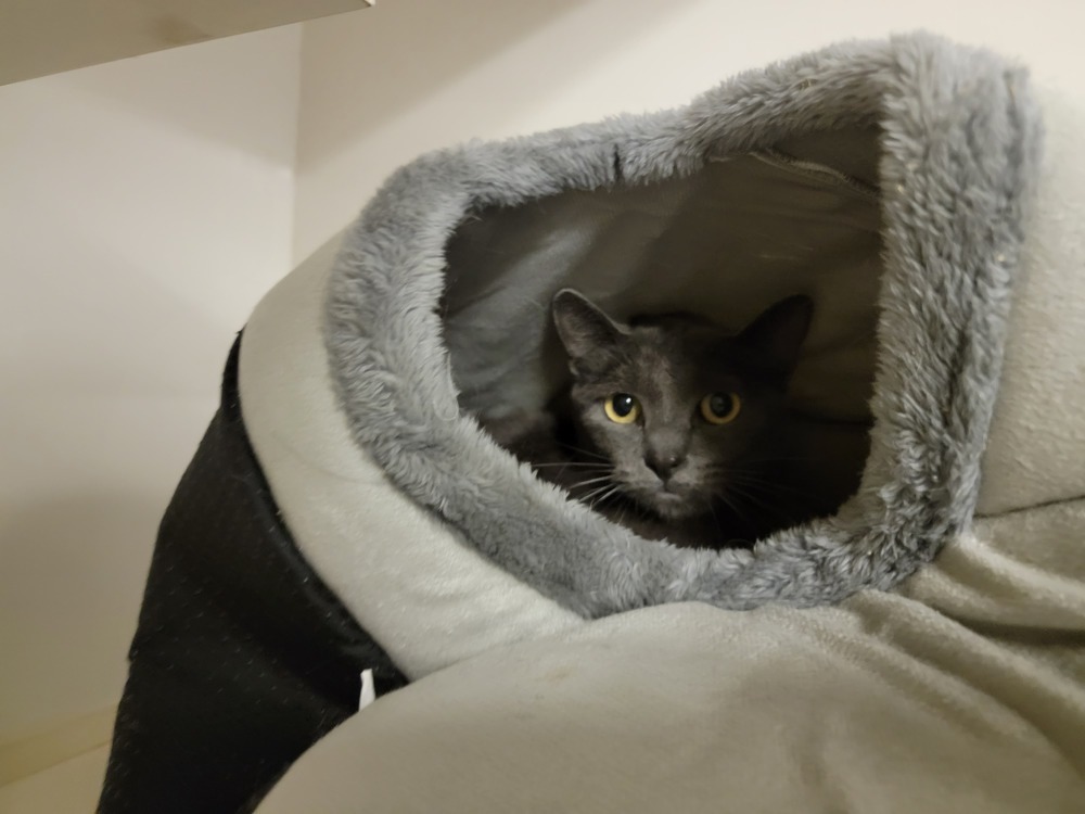 Taco, an adoptable Domestic Short Hair in Bossier City, LA, 71111 | Photo Image 2