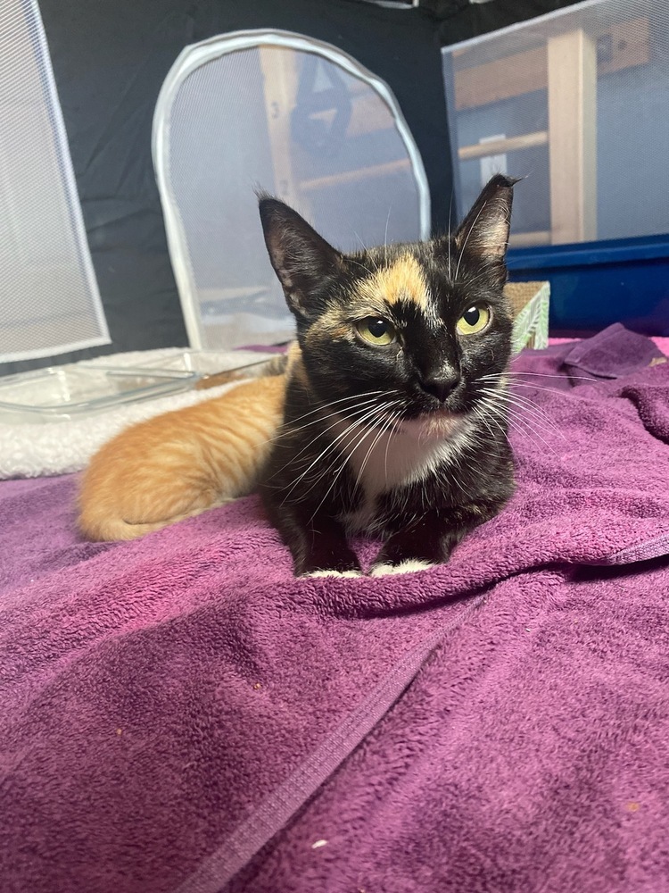 Karima, an adoptable Domestic Short Hair in Bossier City, LA, 71111 | Photo Image 1