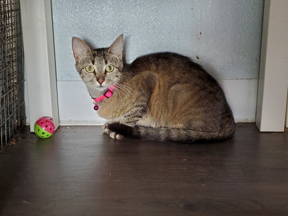 Stella, an adoptable Domestic Short Hair in Bossier City, LA, 71111 | Photo Image 1