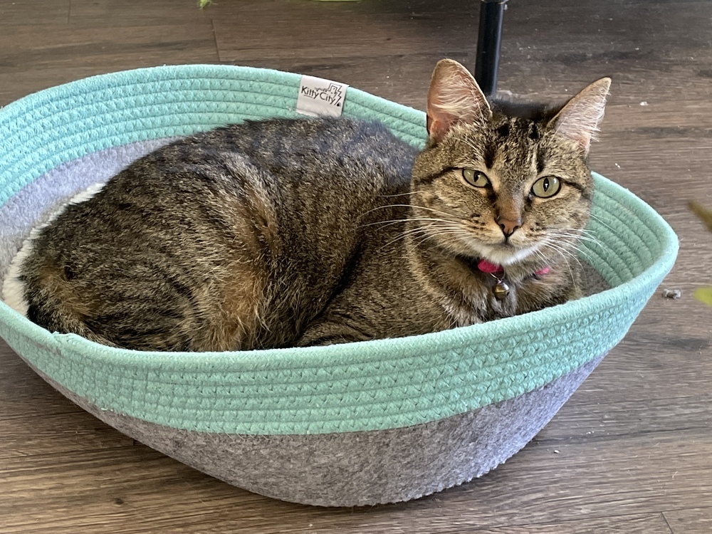 Stella, an adoptable Domestic Short Hair in Bossier City, LA, 71111 | Photo Image 2
