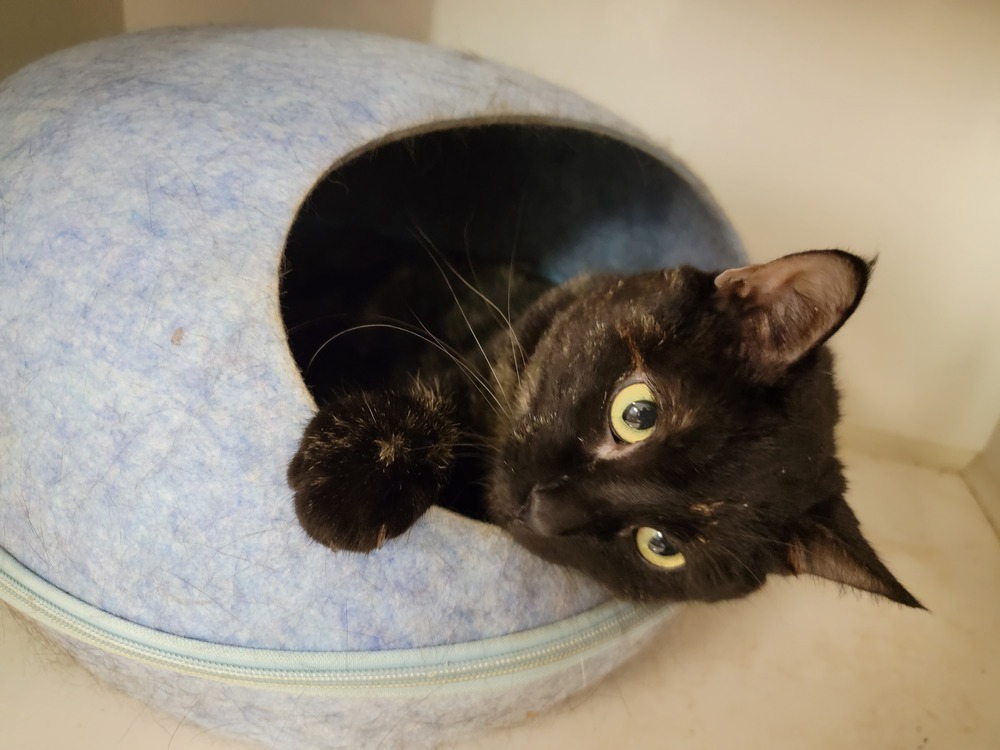 Jinkies, an adoptable Domestic Short Hair in Bossier City, LA, 71111 | Photo Image 1