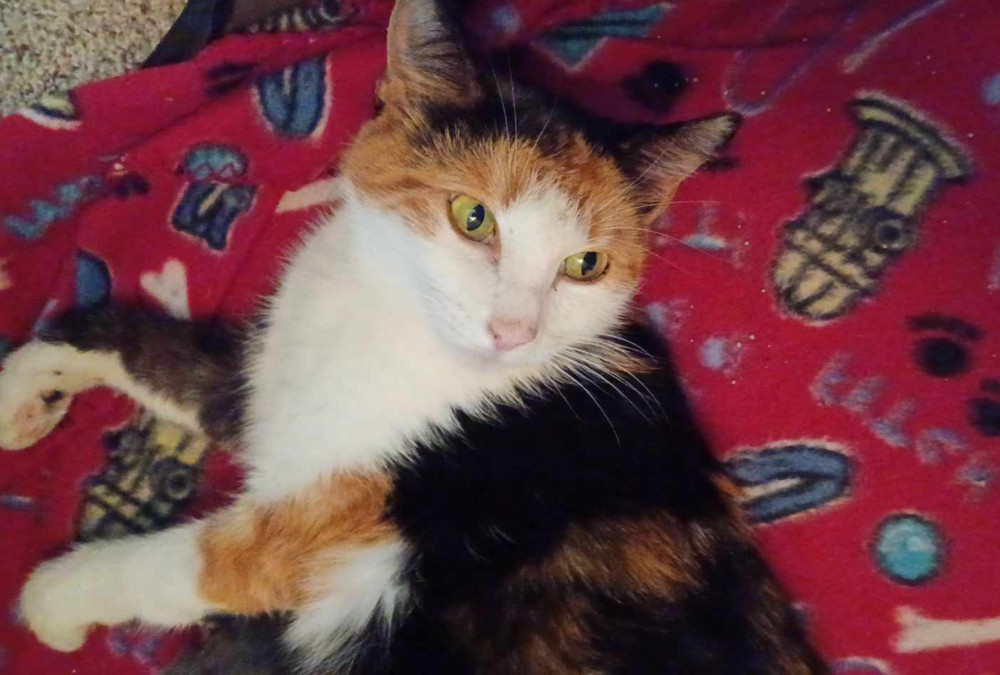 Cali, an adoptable Domestic Short Hair in Bossier City, LA, 71111 | Photo Image 1