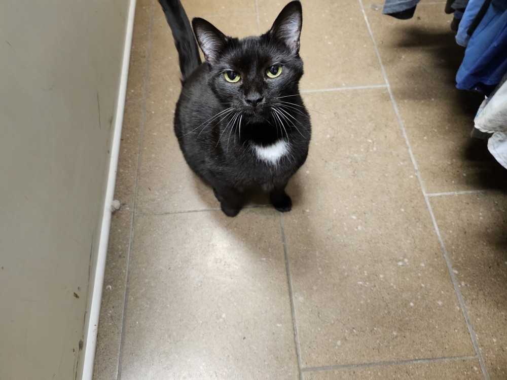 Ludo, an adoptable Domestic Short Hair in Bossier City, LA, 71111 | Photo Image 1