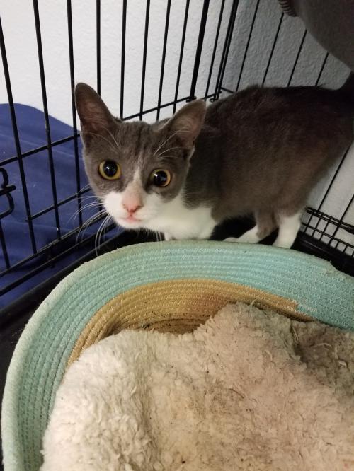 Stacy, an adoptable Domestic Short Hair in Bossier City, LA, 71111 | Photo Image 1
