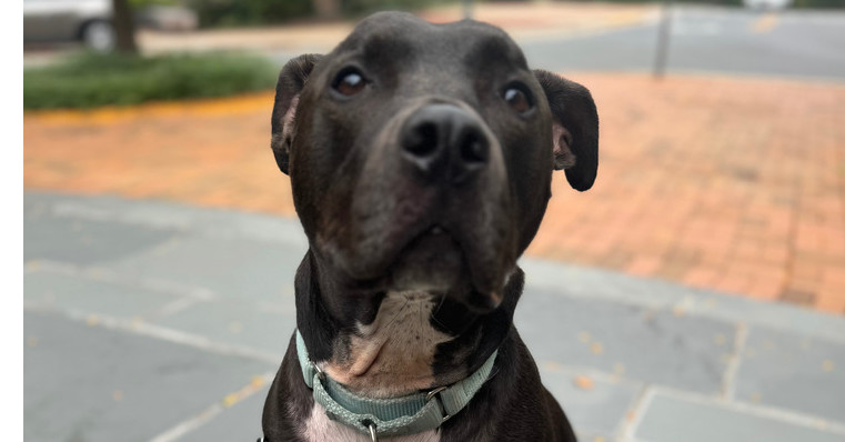 Dobby