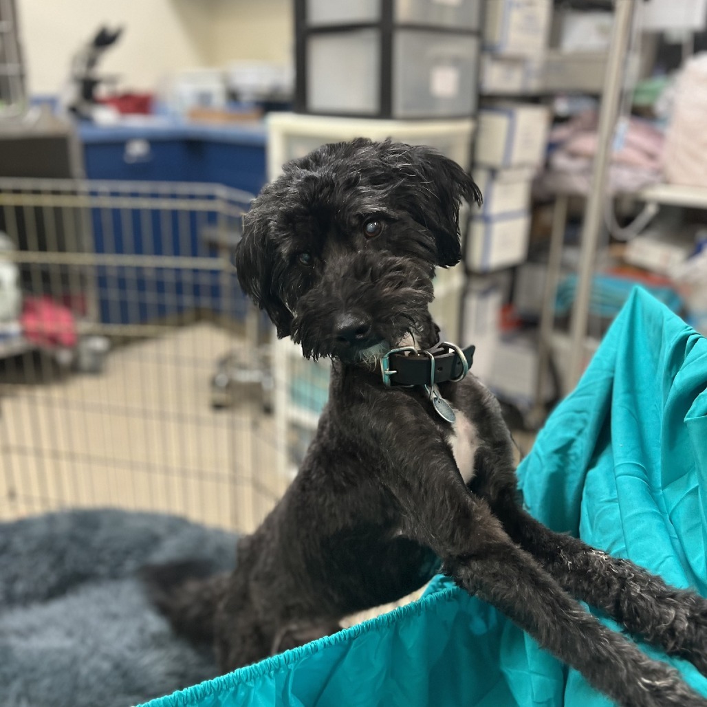 Shaggy, an adoptable Cockapoo in Lynchburg, VA, 24502 | Photo Image 1