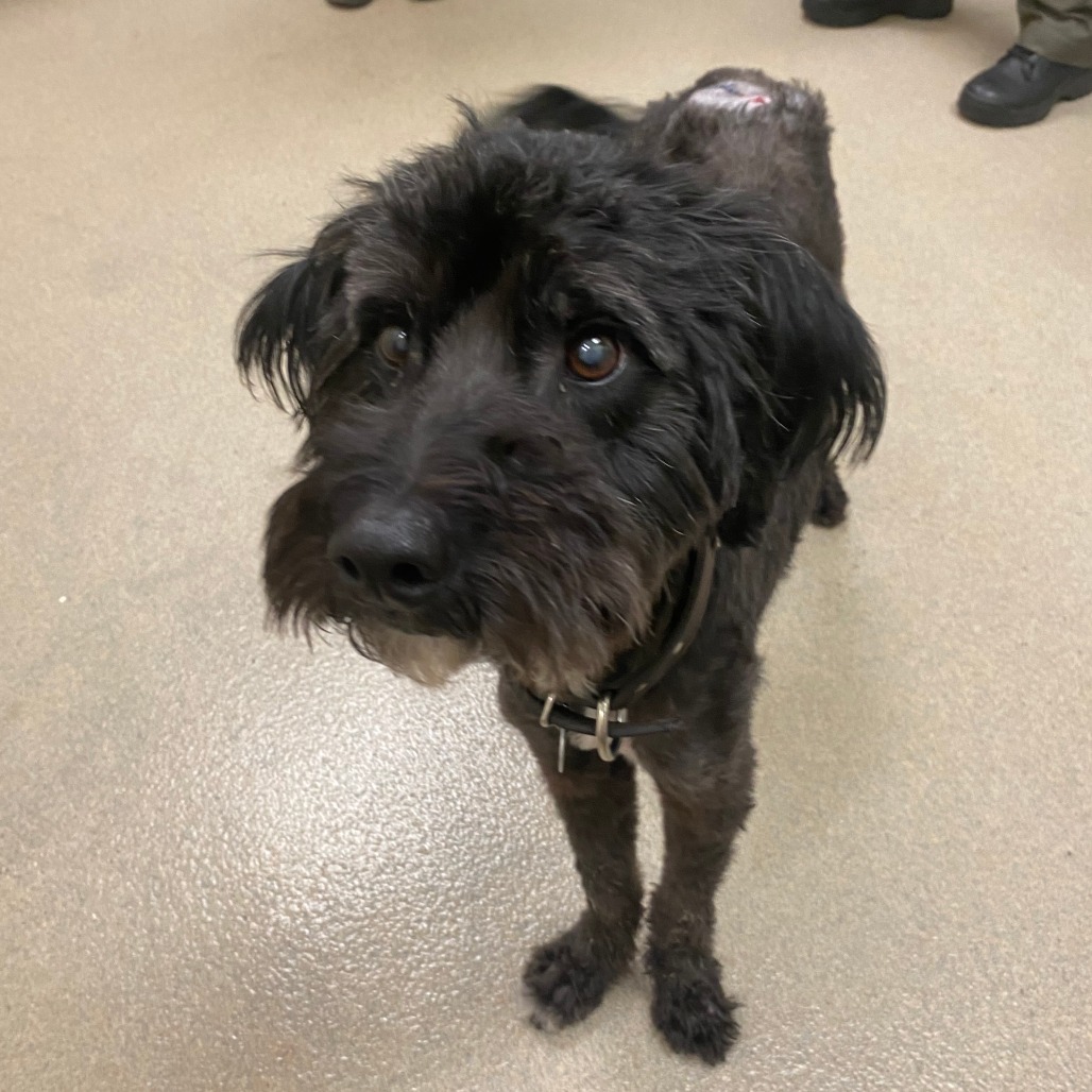 Shaggy, an adoptable Cockapoo in Lynchburg, VA, 24502 | Photo Image 2