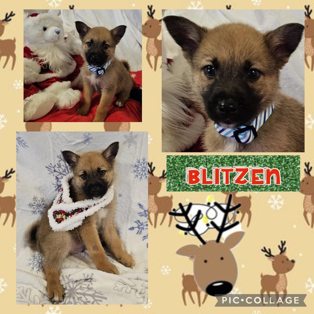 Blitzen