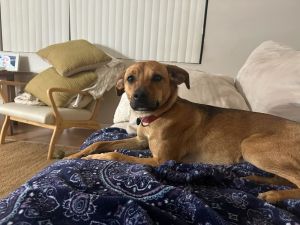 Tater Tot, Baby Female Terrier