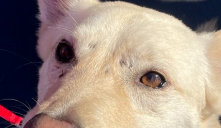 Reggie, an adoptable Jindo, Carolina Dog in Bonita, CA, 91908 | Photo Image 1