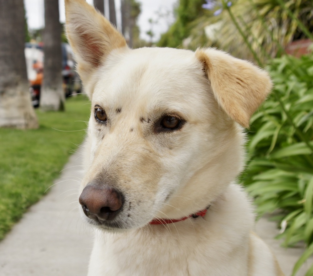 Reggie, an adoptable Jindo, Carolina Dog in Bonita, CA, 91908 | Photo Image 1