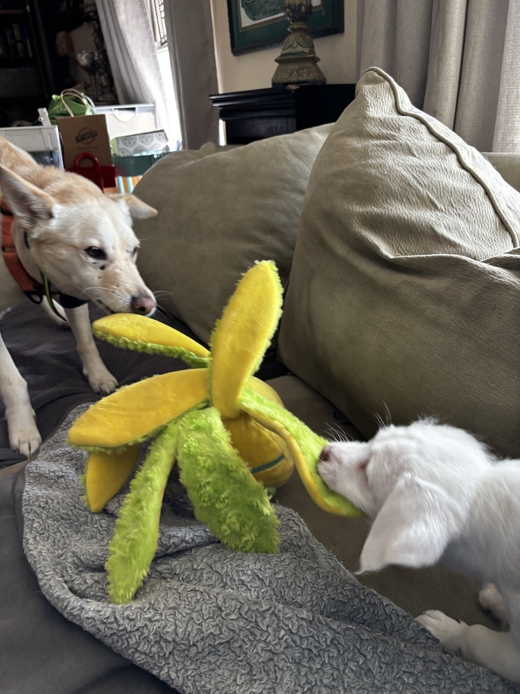 Reggie, an adoptable Jindo, Carolina Dog in Bonita, CA, 91908 | Photo Image 2