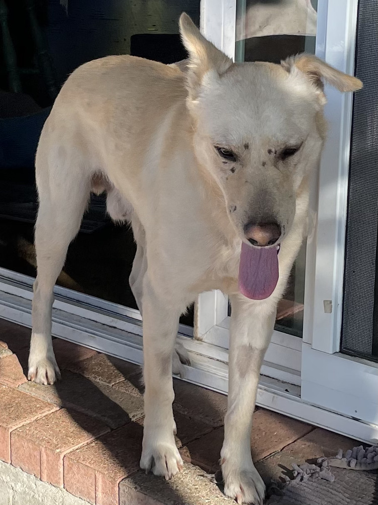 Reggie, an adoptable Jindo, Carolina Dog in Bonita, CA, 91908 | Photo Image 3
