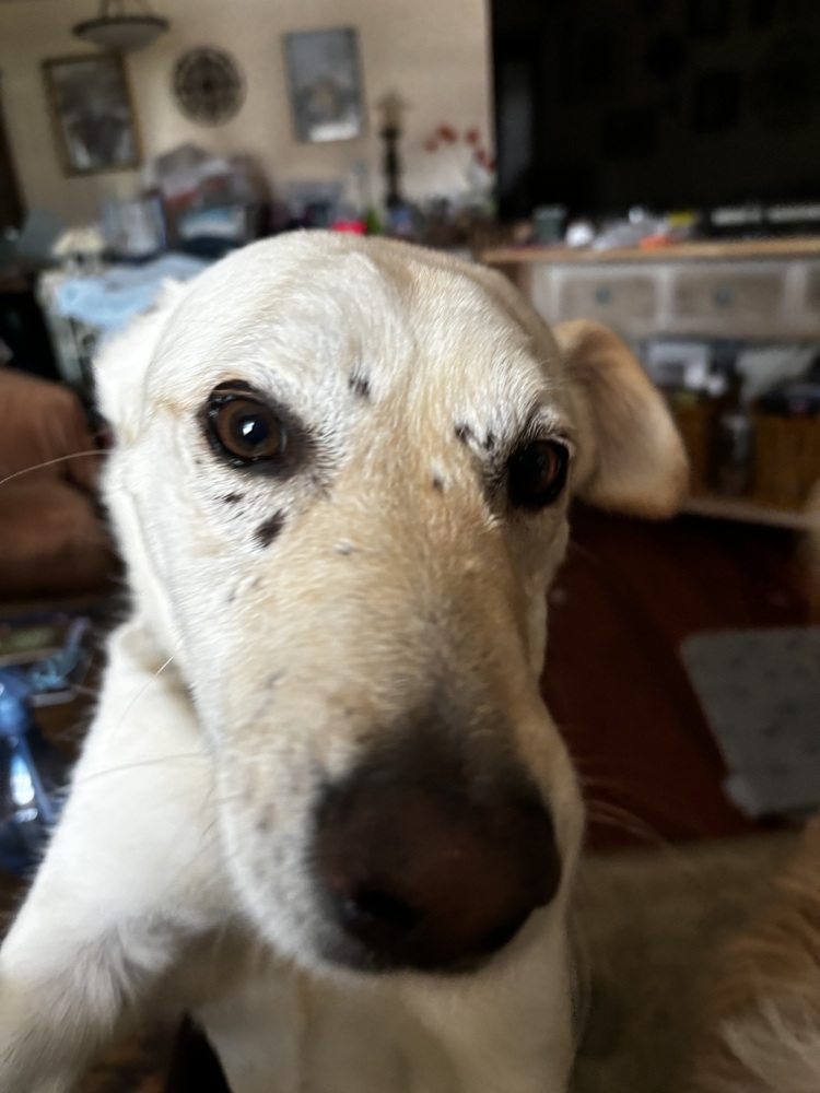 Reggie, an adoptable Jindo, Carolina Dog in Bonita, CA, 91908 | Photo Image 4