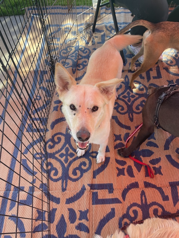 Reggie, an adoptable Jindo, Carolina Dog in Bonita, CA, 91908 | Photo Image 5