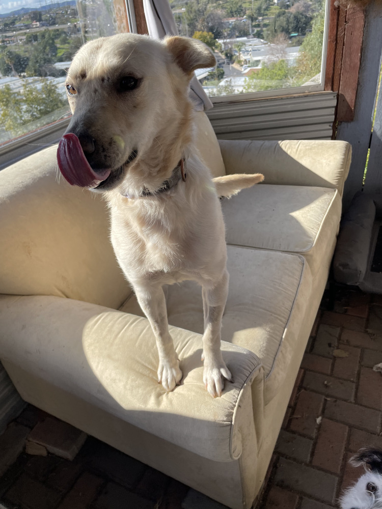 Reggie, an adoptable Jindo, Carolina Dog in Bonita, CA, 91908 | Photo Image 6