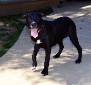 Cookie-Brett, Young Male Terrier