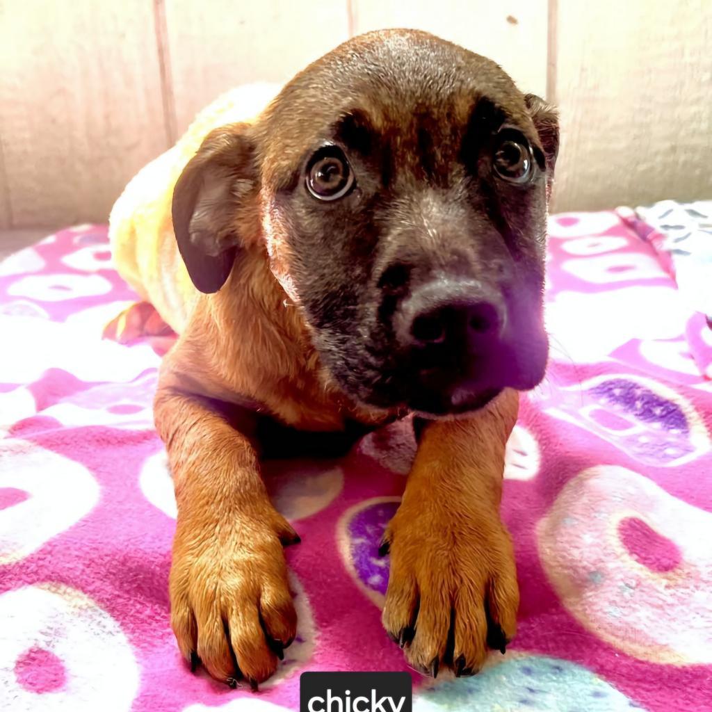 Chicky