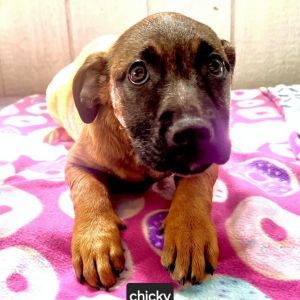 Chicky, Young Female Black Mouth Cur