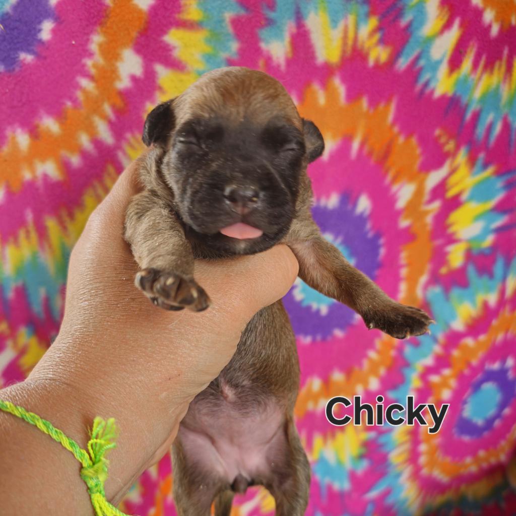 Chicky