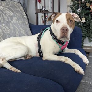 Glinda, Senior Female Terrier
