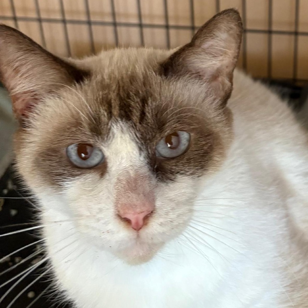 Benjamin, an adoptable Domestic Short Hair in Rio Grande, PR, 00745 | Photo Image 1