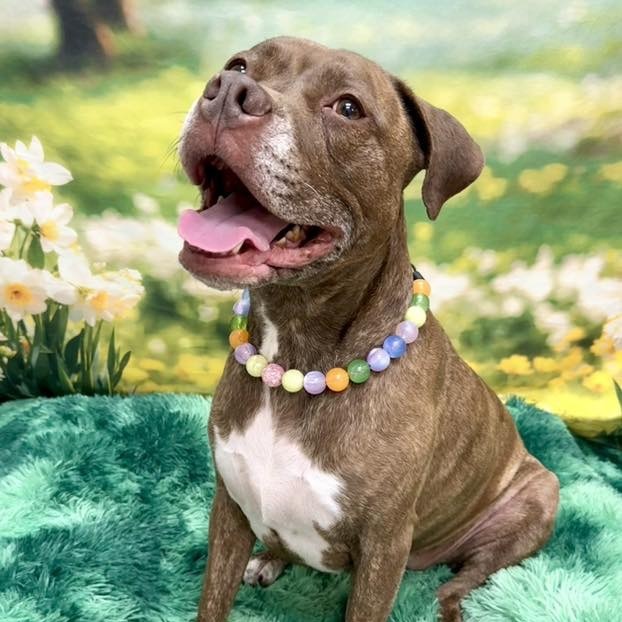 Hazel, an adoptable Pit Bull Terrier in Wichita, KS, 67278 | Photo Image 1
