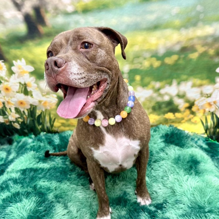 Hazel, an adoptable Pit Bull Terrier in Wichita, KS, 67278 | Photo Image 2