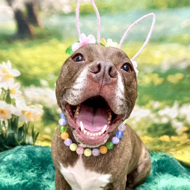 Hazel, an adoptable Pit Bull Terrier in Wichita, KS, 67278 | Photo Image 3