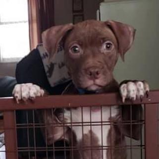 Hazel