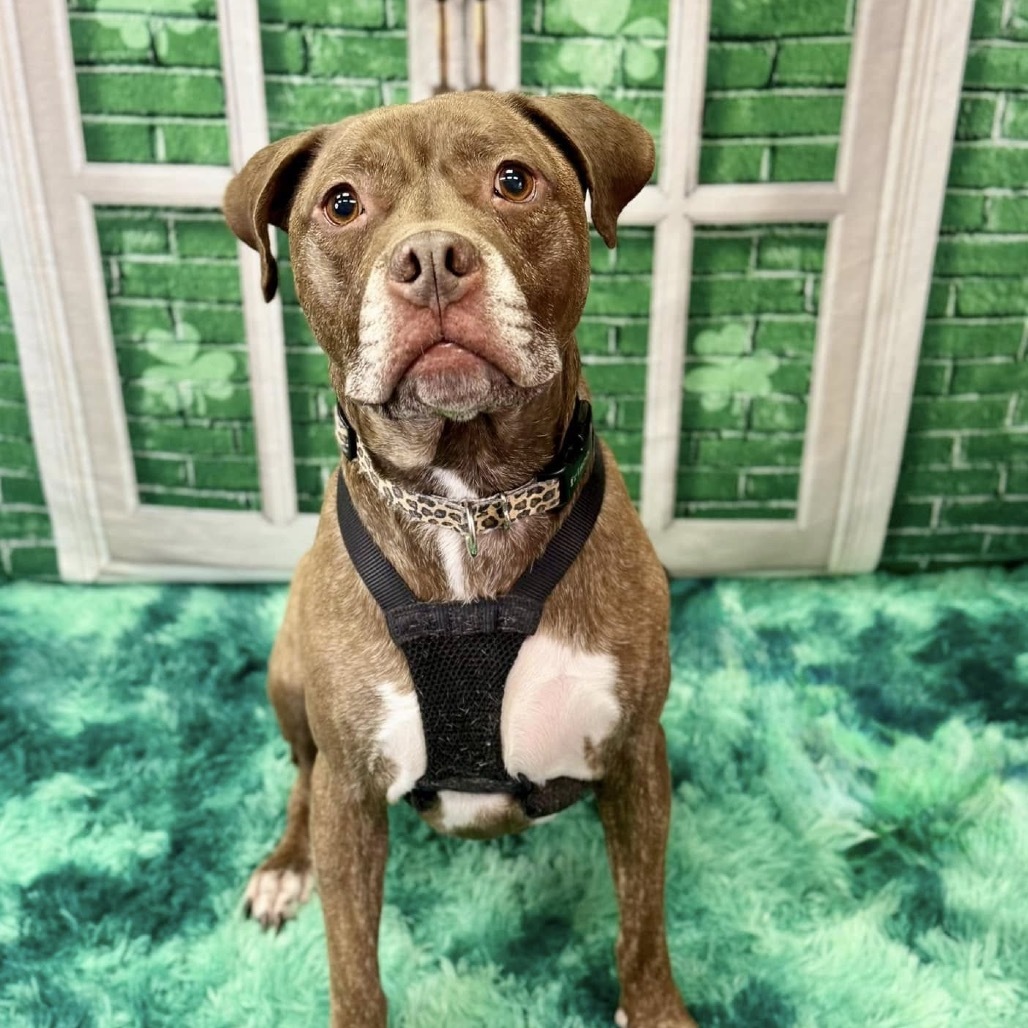 Hazel, an adoptable Pit Bull Terrier in Wichita, KS, 67278 | Photo Image 4