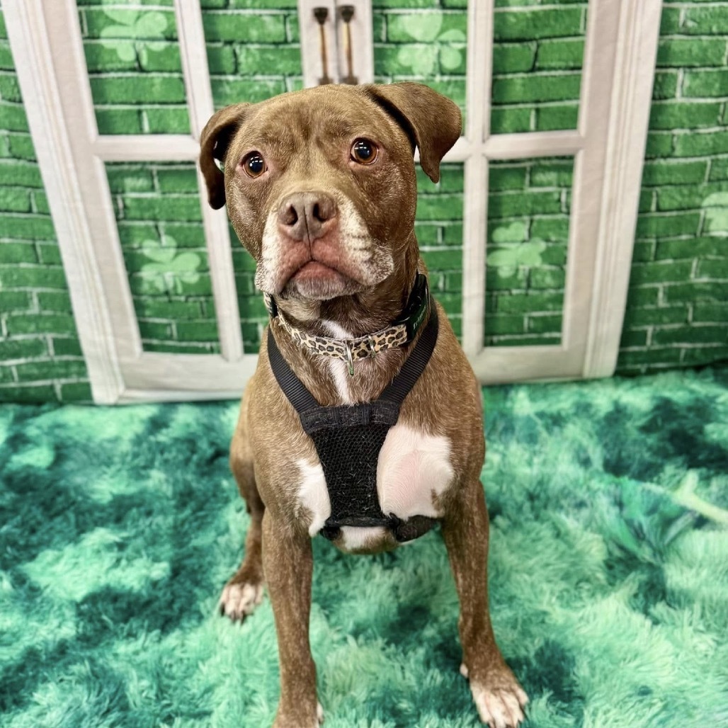 Hazel, an adoptable Pit Bull Terrier in Wichita, KS, 67278 | Photo Image 5