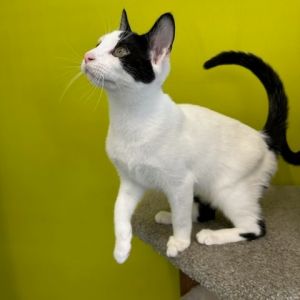 Reenie is a very pretty short-haired van mostly white with black markings on he