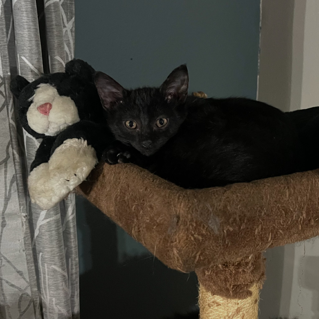 Ava (Peach)