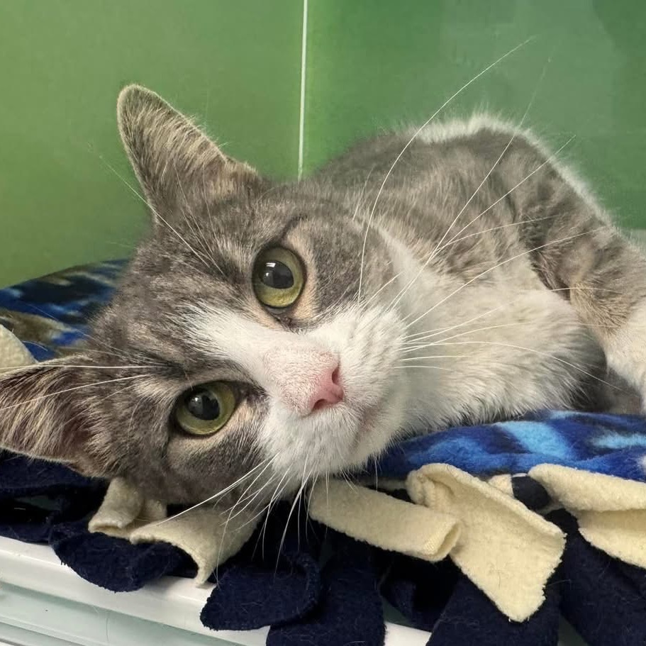 Kylie, an adoptable Domestic Short Hair in Zimmerman, MN, 55398 | Photo Image 1