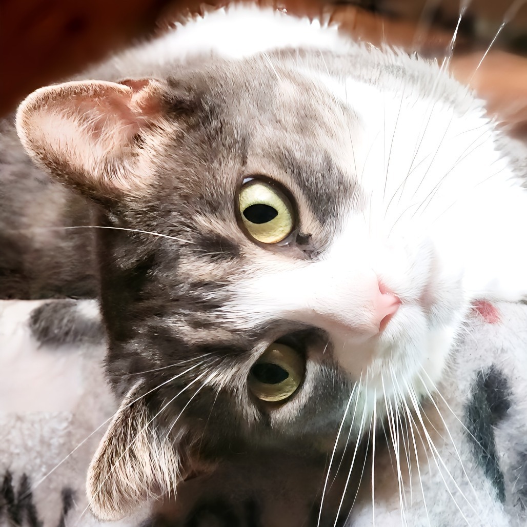 Kylie, an adoptable Domestic Short Hair in Zimmerman, MN, 55398 | Photo Image 1