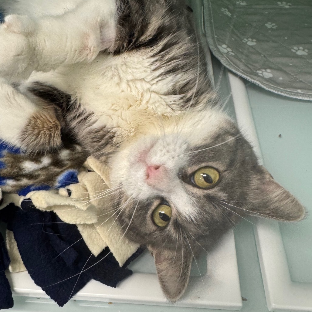 Kylie, an adoptable Domestic Short Hair in Zimmerman, MN, 55398 | Photo Image 2