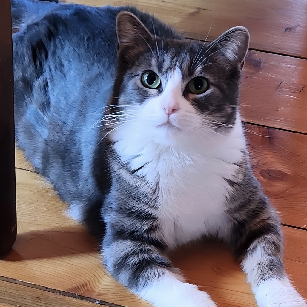 Kylie, an adoptable Domestic Short Hair in Zimmerman, MN, 55398 | Photo Image 3