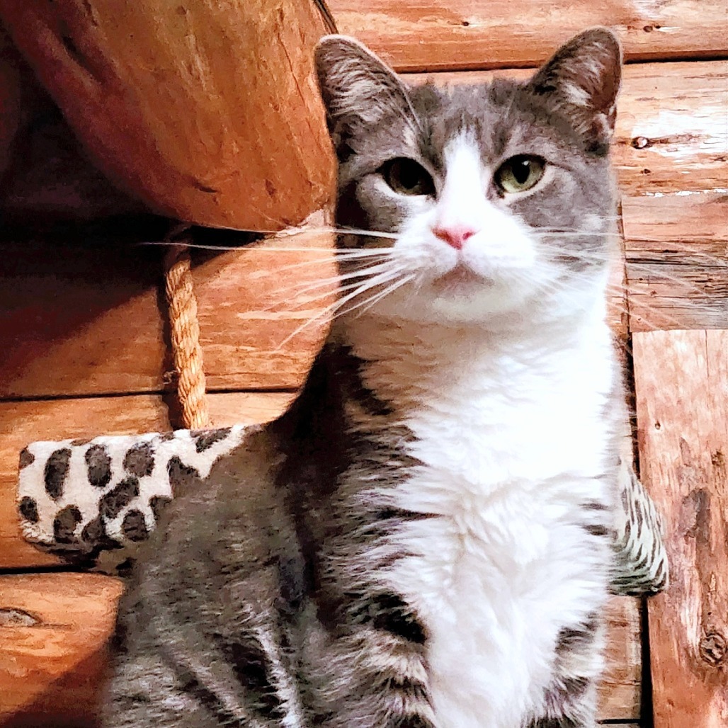 Kylie, an adoptable Domestic Short Hair in Zimmerman, MN, 55398 | Photo Image 5