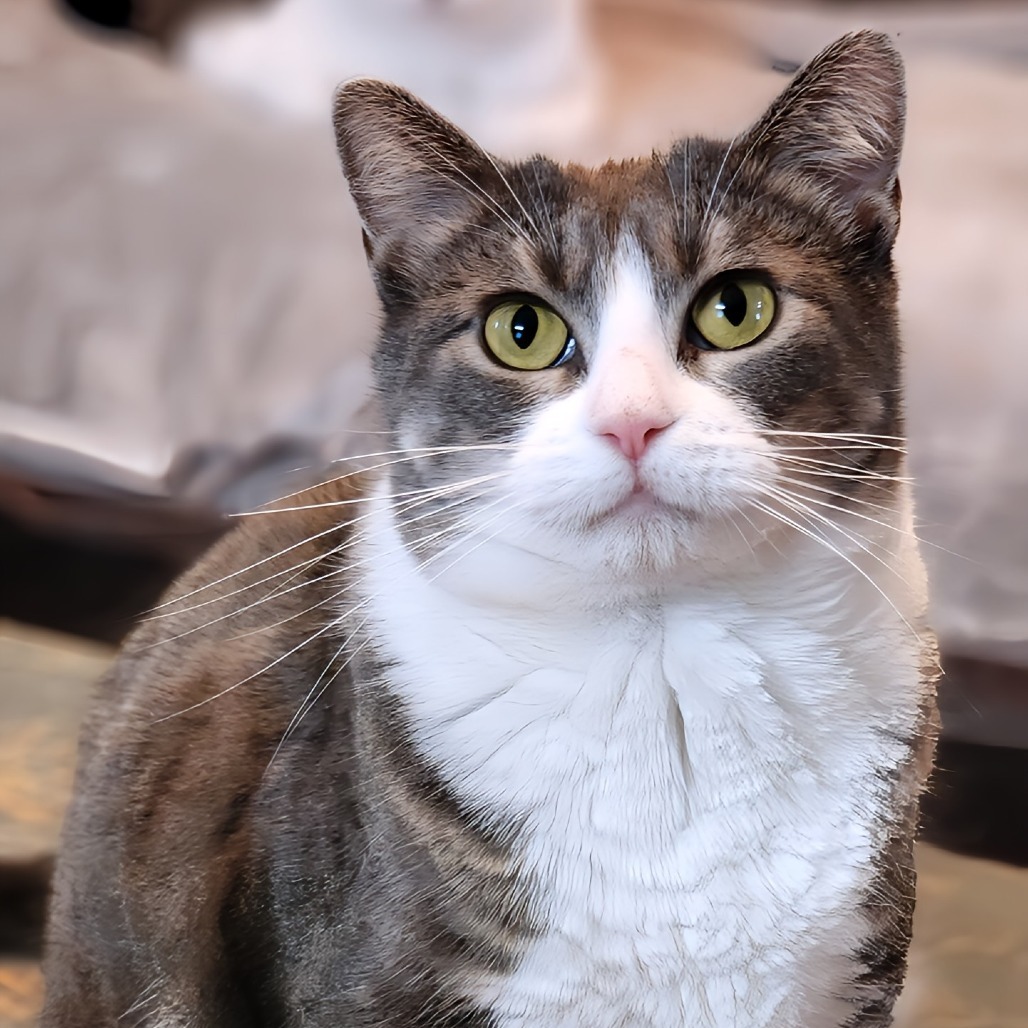 Kylie, an adoptable Domestic Short Hair in Zimmerman, MN, 55398 | Photo Image 6