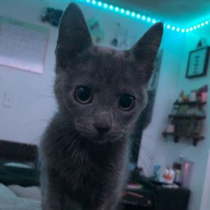 Dog, Adult Female Domestic Short Hair