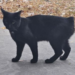 Oreo, Adult Male American Shorthair