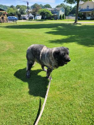 Gerdy, Adult Female Caucasian Sheepdog / Caucasian Ovtcharka