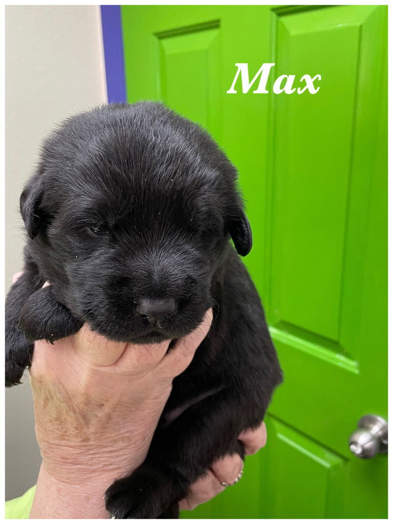 Max