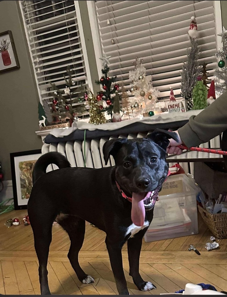 Betty, an adoptable Mixed Breed in Cloquet, MN, 55720 | Photo Image 1