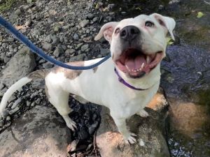 Nova, Senior Female Pit Bull Terrier