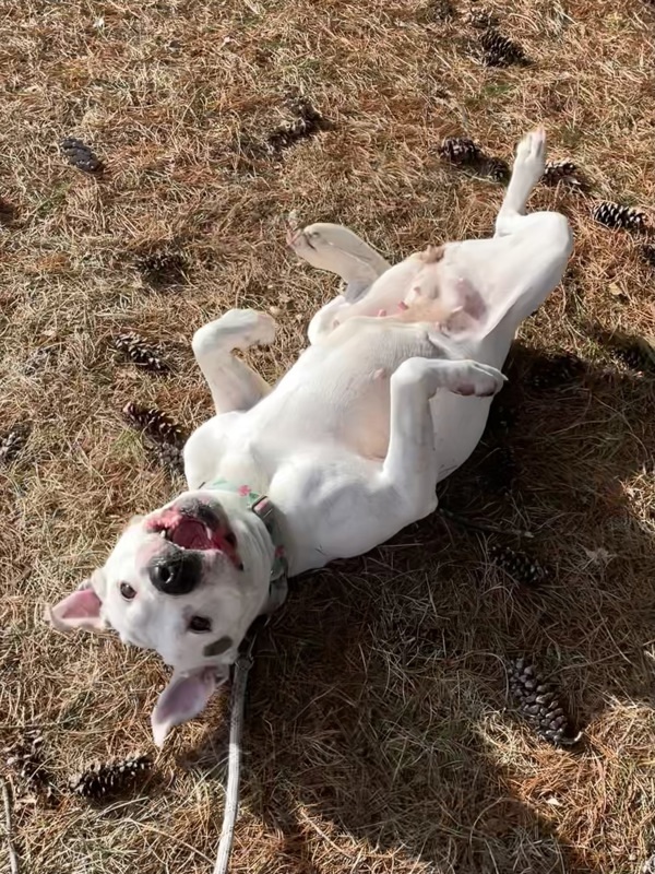 Nova
