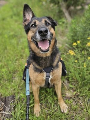 Chance, Senior Male German Shepherd Dog